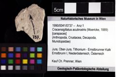 Foto (Objket + Etiketten) von Cracensigillatus acutirostris (Moericke, 1889) 